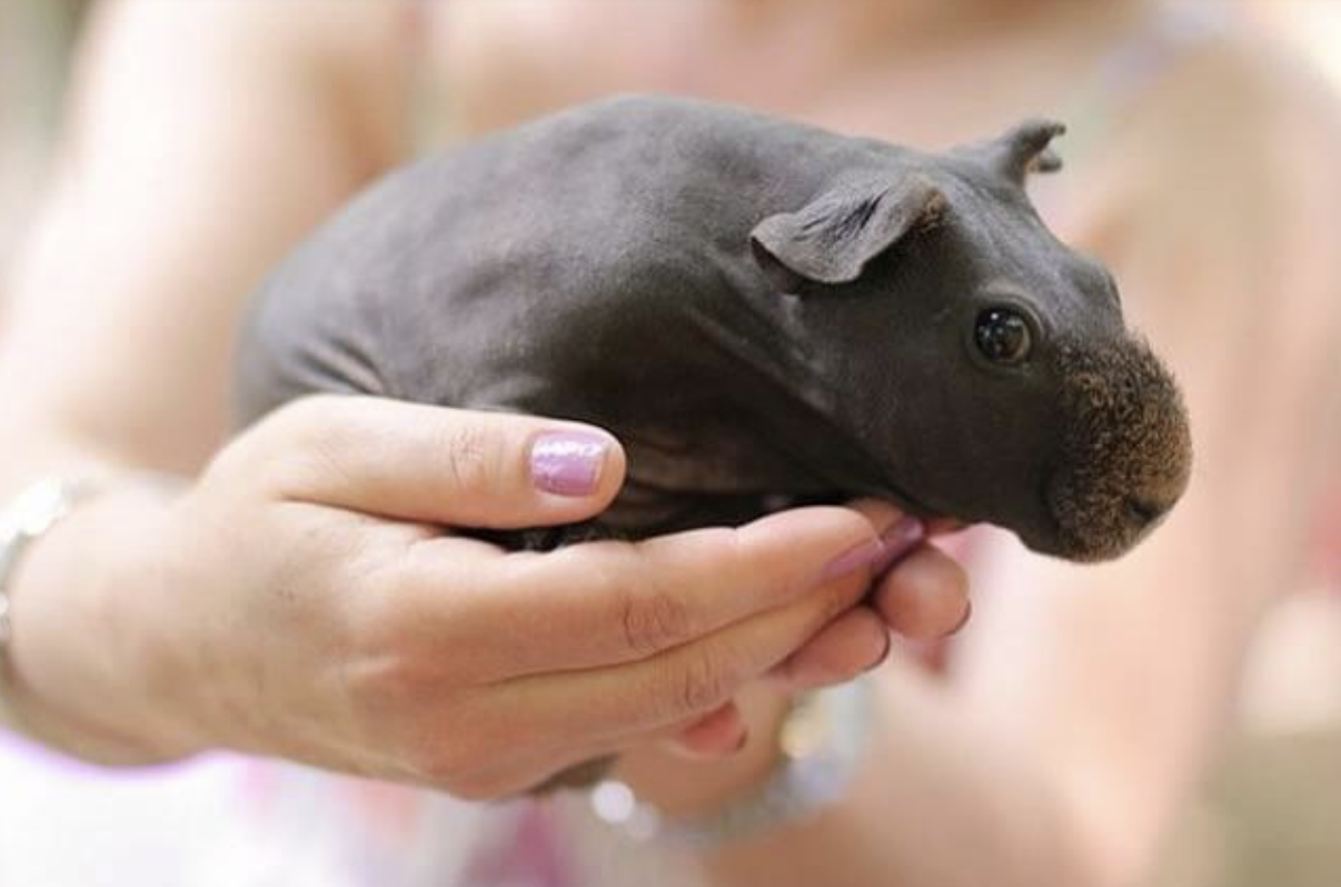 You Can Now Get A ‘Skinny Pig’ That Looks Just Like A Baby Hippo and They Are A New Level of Cuteness