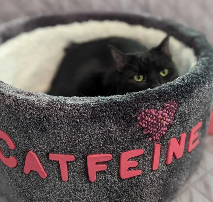 You Can Get A Cat Bed That Looks Like A Mug Of Coffee And It's Adorable