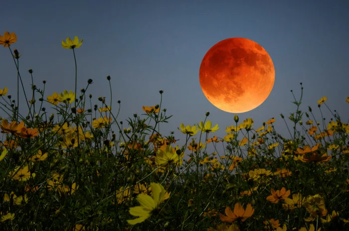 May's Full Flower Moon Rises Soon. Here's When You Can See It.