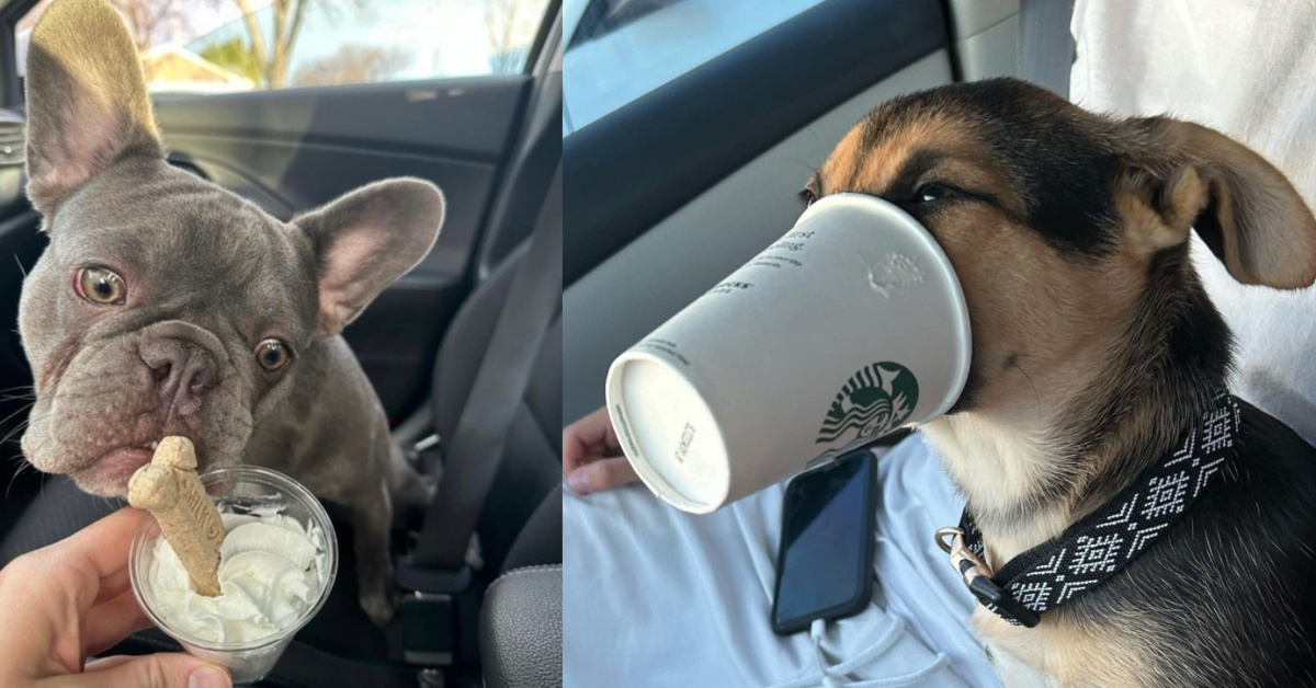 Here’s Every Single Drive-Thru That Will Give You A Free Pup Cup