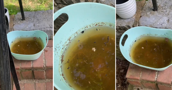 This TikTok Hack Shows You How to Create a Mosquito-Free Space and I’m Doing It Now