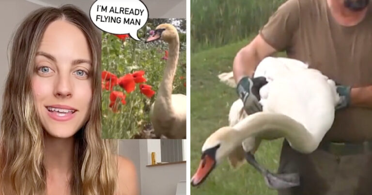 These Swans Became Addicted To Poppies And Ended Up Becoming Too High To Fly Away