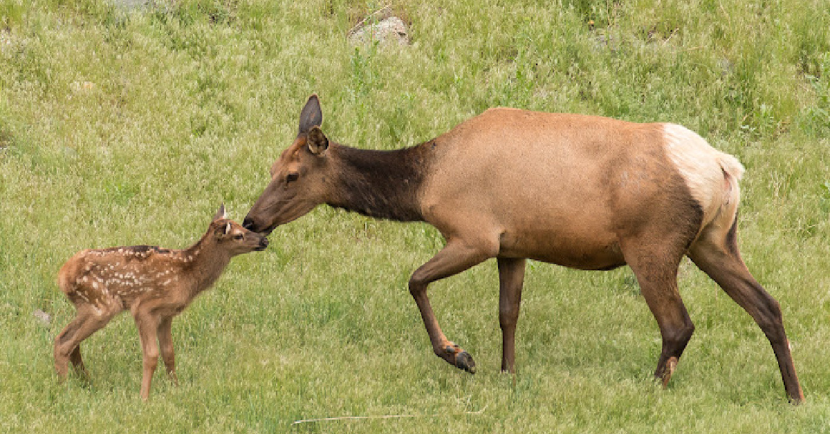 Yellowstone Visitors Took A Baby Elk In Their Car And Drove it To A Police Station