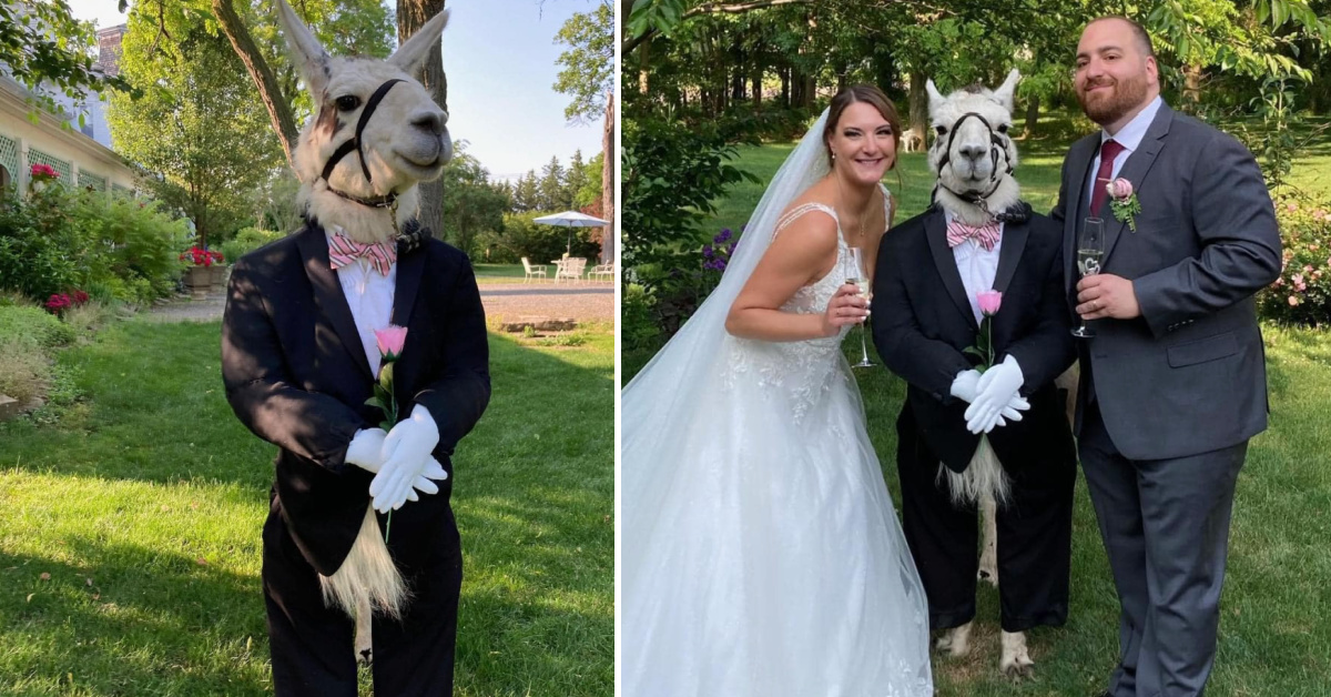 You Can Now Have A Llama In Your Wedding Ceremony And I Want To Get Remarried Right Now