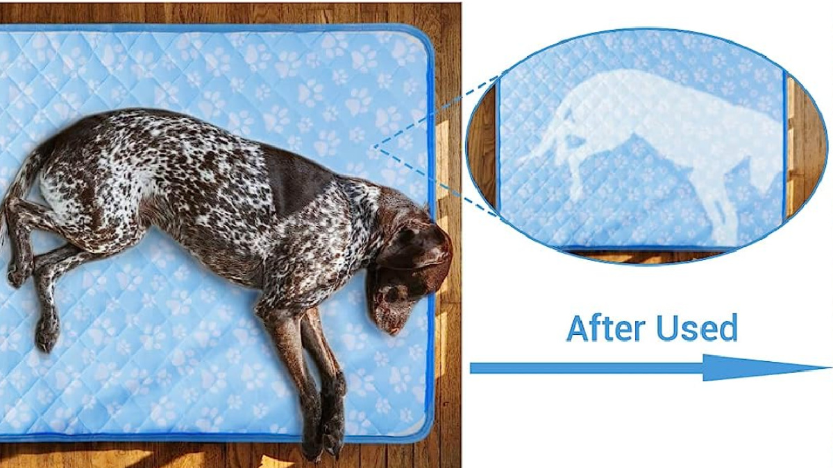 This Cooling Pet Mat Helps Absorb Heat to Keep Your Dog Cool