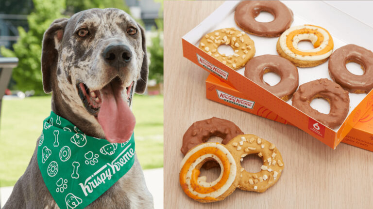 Today is Pumpkin Spice Donut Day for Your Dog at Krispy Kreme