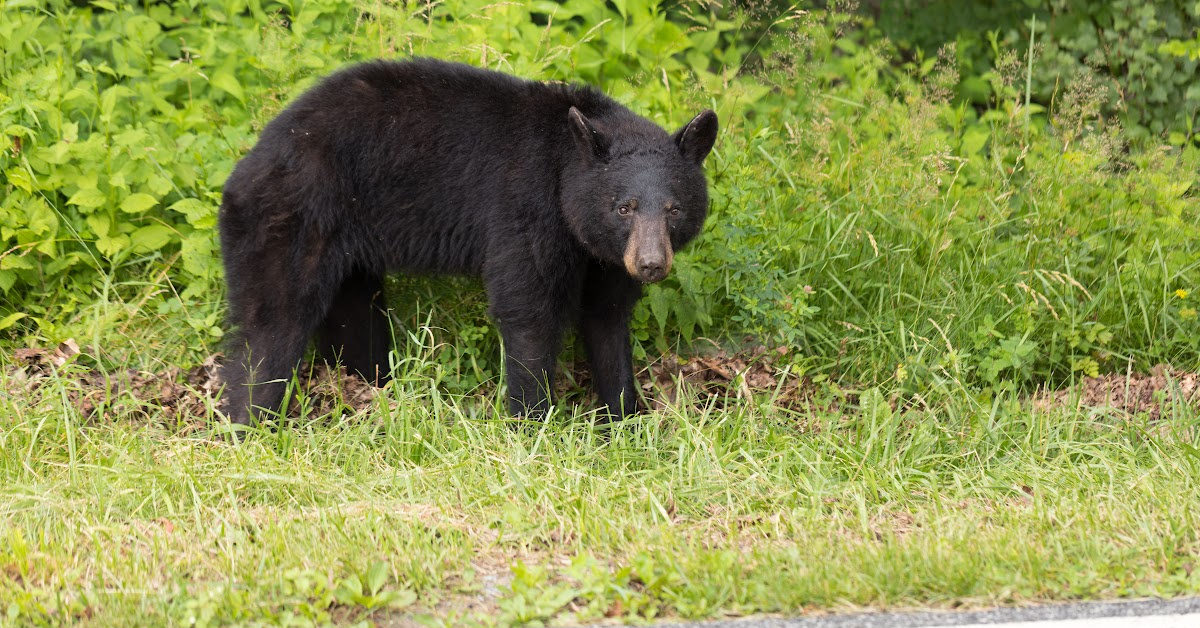 A Three-Legged Bear Recently Broke Into a Home and Drank All of Their White Claws
