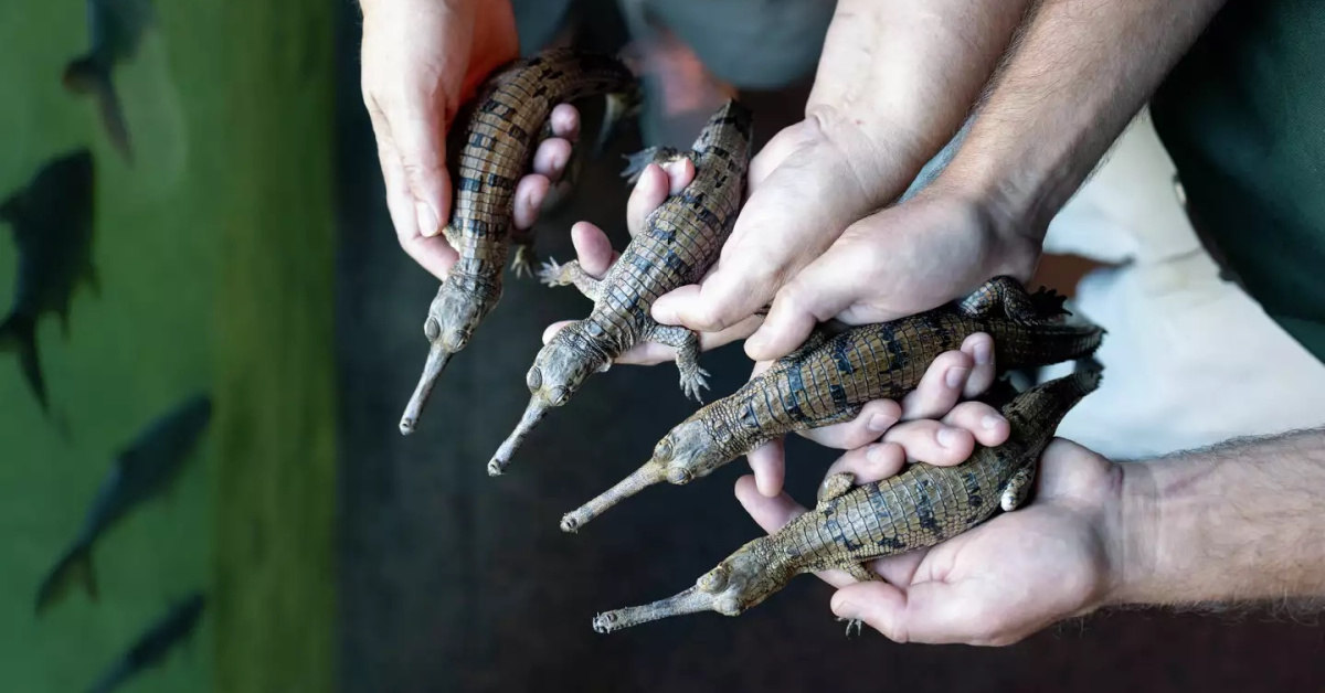 This Texas Zoo Has Just Made History After 4 Rare Gharial Crocodiles Were Born