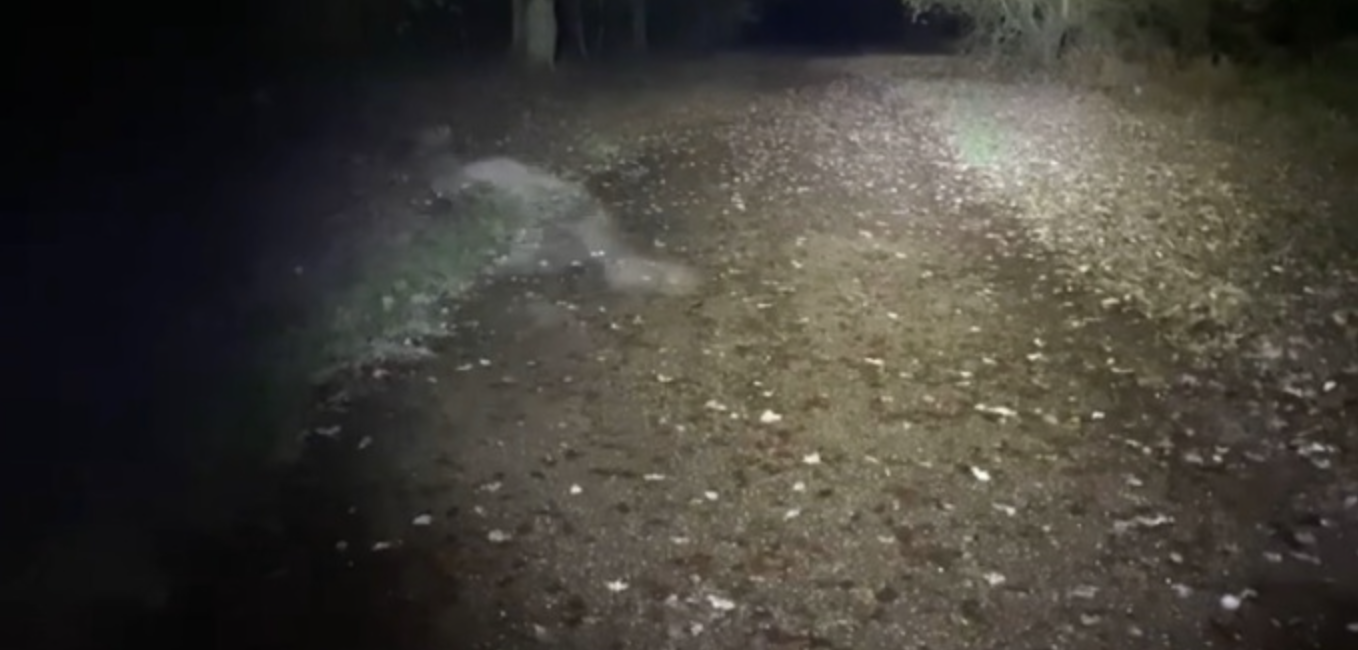 This Couple Captured A Ghostly Figure On Camera While Walking Their Dog and It Is Terrifying