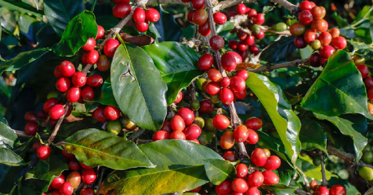 Coffee Crops Are In Danger, But Starbucks Is Coming To The Rescue