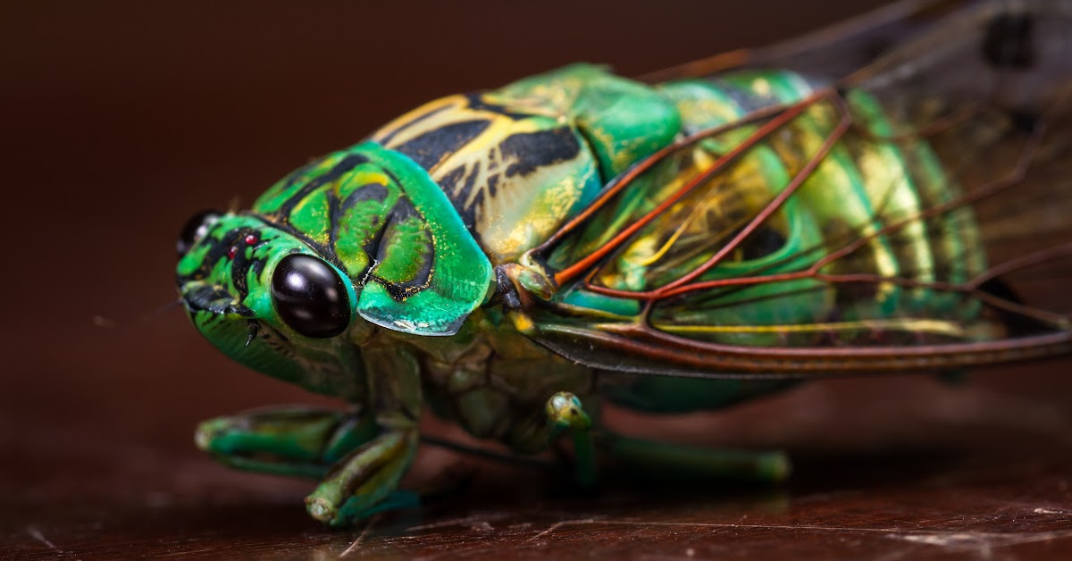 Billions Of Cicadas Are About To Emerge From The Ground In A Rare Event That Hasn’t Happened In Over 200 Years