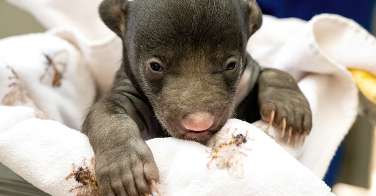 The Miami Zoo Welcomes Sloth Bear Cubs for the First Time In 26 Years