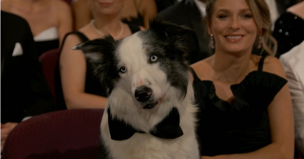 Messi The Border Collie is Stealing The Show at The Oscars and We Are Here For It
