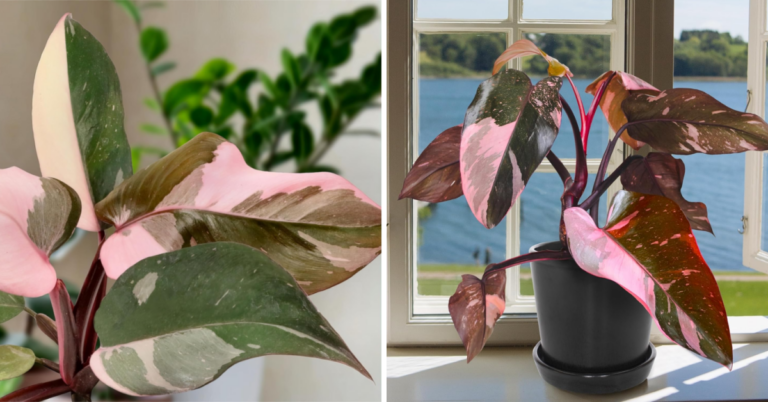 This Pink Princess House Plant Is Perfect For The Princess In Your Life