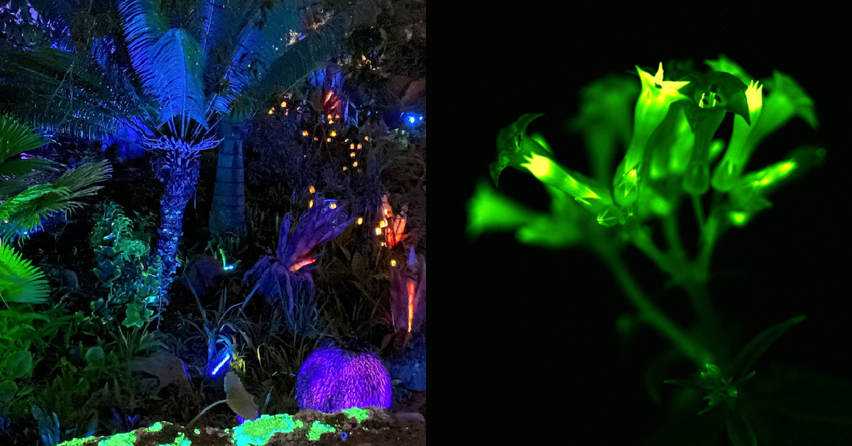 You Can Get Bioluminescent Plants So You Can Create Your Own ‘Pandora’ In Your Yard