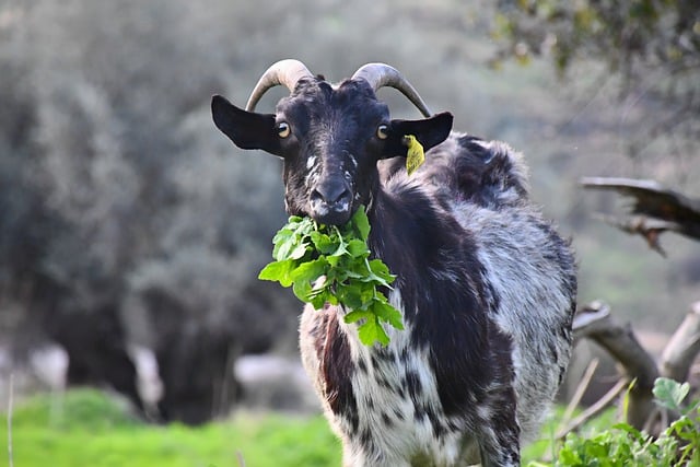 A Tiny Island in Italy Is Giving Away Goats to Anyone Who Can Catch Them. Here’s Why.