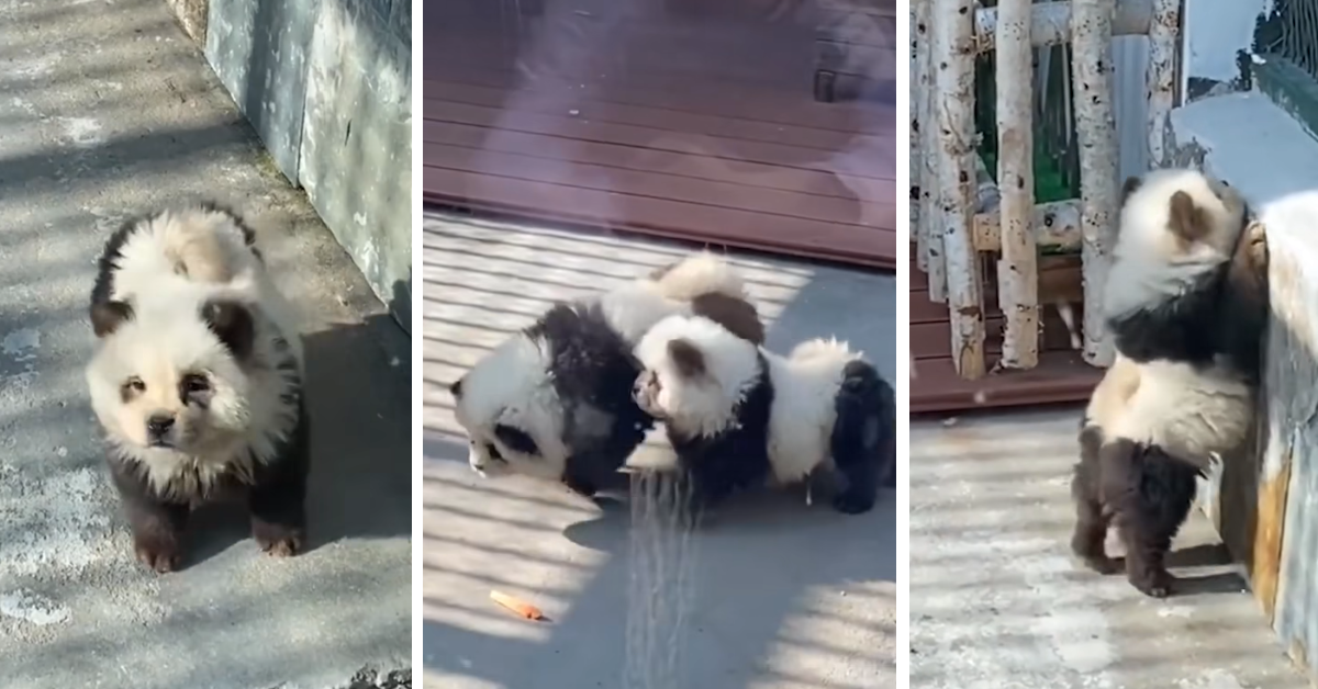 This Zoo Dyed Dogs and Put Them in The ‘Panda’ Exhibit and The Reason is Ridiculous